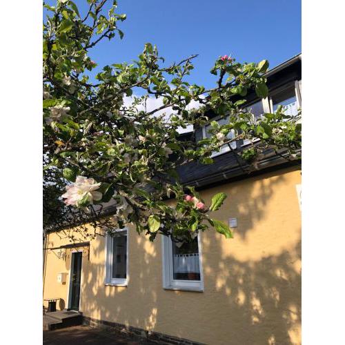Am Apfelbaum