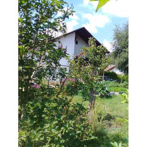 Am Birkenhain
