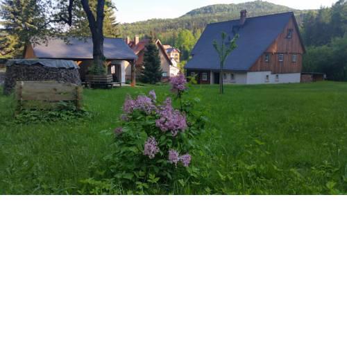 Am Waldessaum