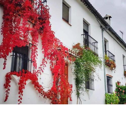 Apartamento con Terraza