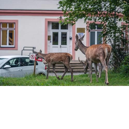 Apartmány Lomnica