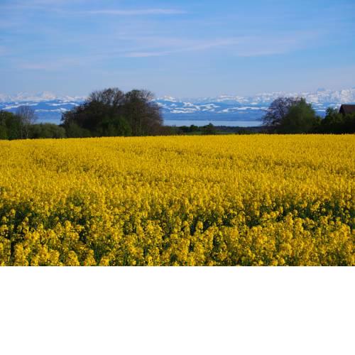Apartment Lake Constance