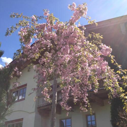 Appartement Strobl-Holaus