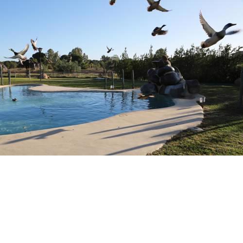 Ardea Purpurea