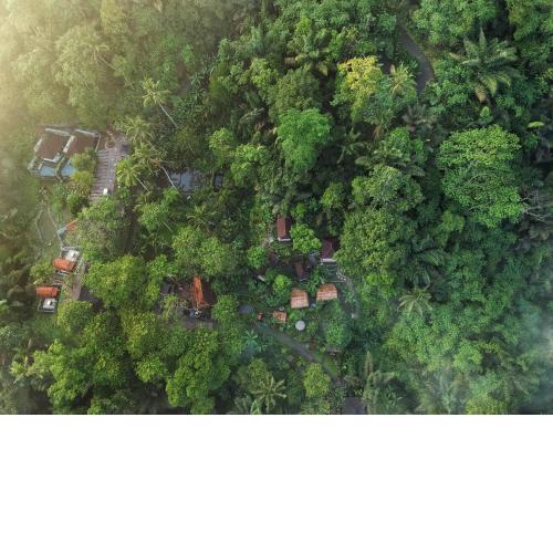 Bali Jungle Resort