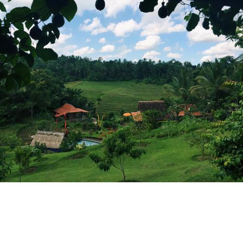 Bali Lush