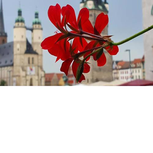 Budget rooms in Halle with shared bathroom, Free WiFi, Netflix & iPad