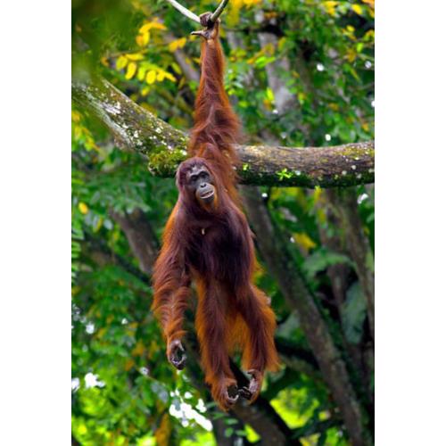 Bukit Lawang Trekking Organizer