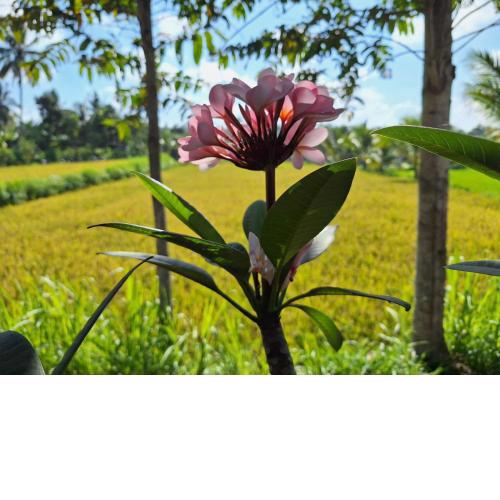 Bunga Maliq Bungalow Lombok