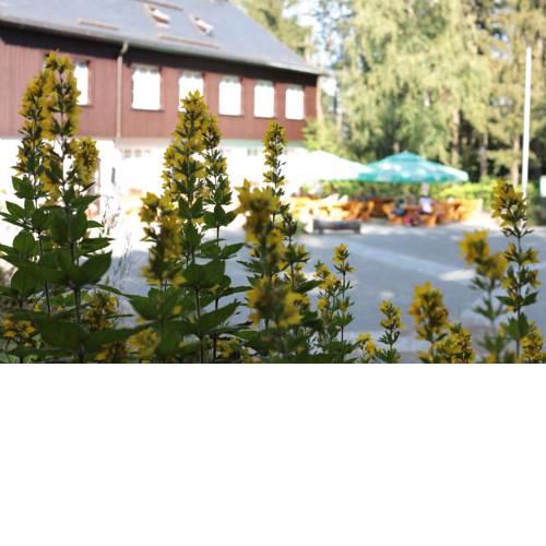 Bürger- und Berggasthaus Scheibenberg