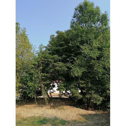 Camping Weides