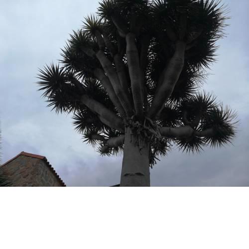 Casa El Drago