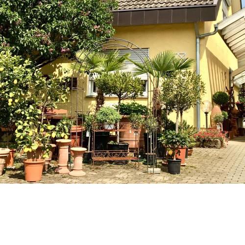 Casa Limone