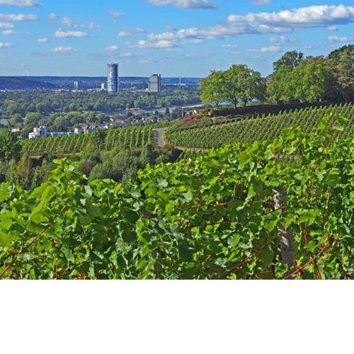 Charmantes Fachwerk direkt an den Weinbergen