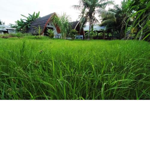 Coconut Gili Meno
