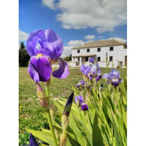 Cortijo San Juan