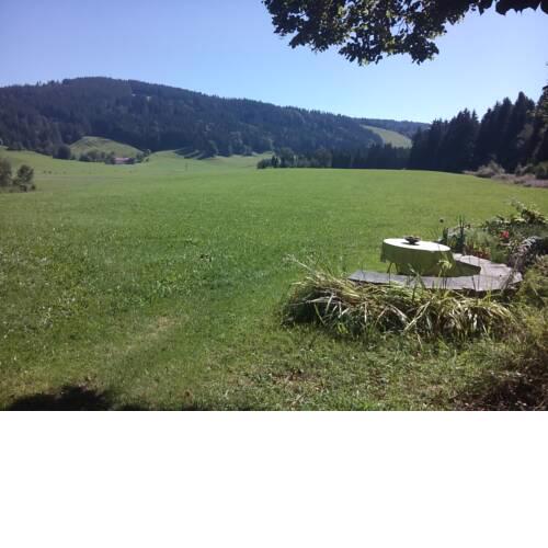 das Vogelnest