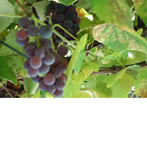 Das Weinberghaus