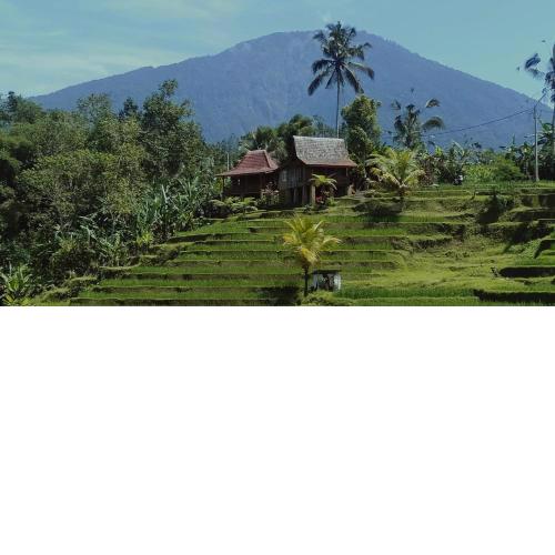 D'Ume Bendoel Homestay
