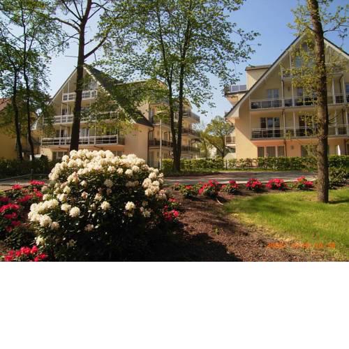 Dünenrose