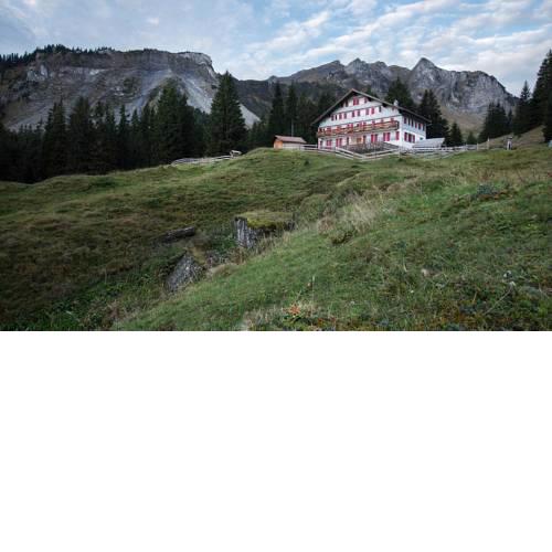 Edelweiß am Öberle