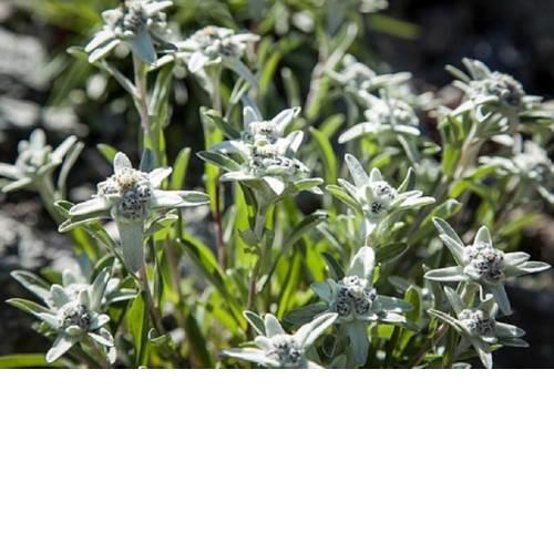 Edelweiss - [#122773]