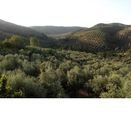 El Almendro De La Tia Teresa 2