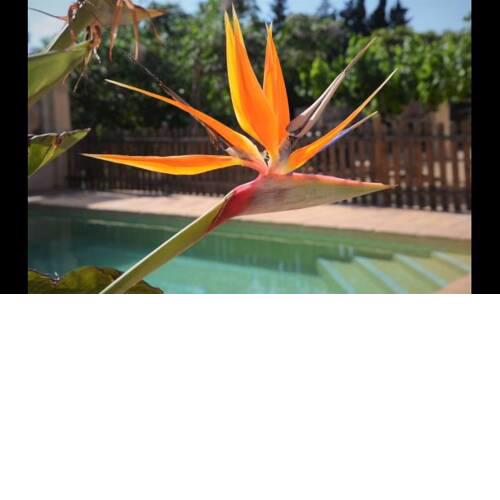El Perello Villa Sleeps 20 with Pool