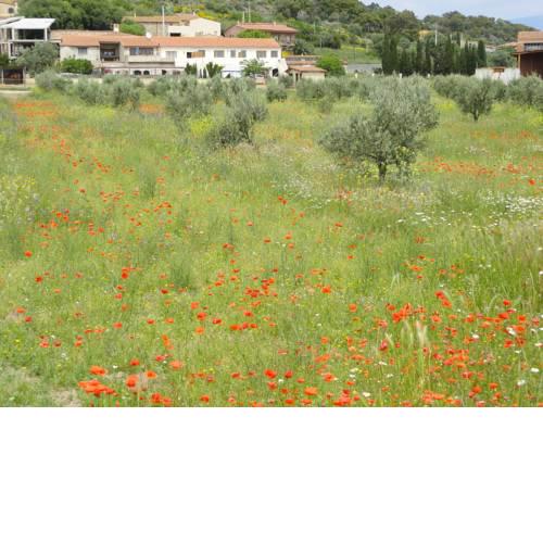 El Quintà