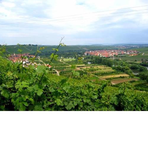 Ferien- und Winzerhof Ute Braun