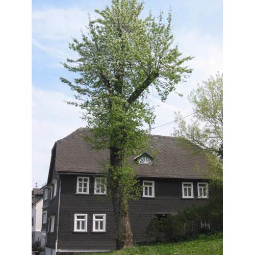 Ferienhaus Mittelstraße