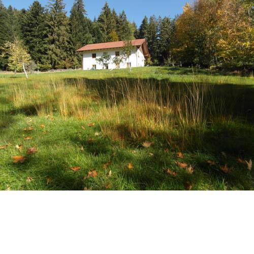 Ferienhaus Waldwipfelromantik