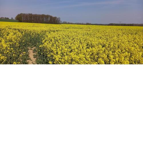 Ferienhof mit Bergblick