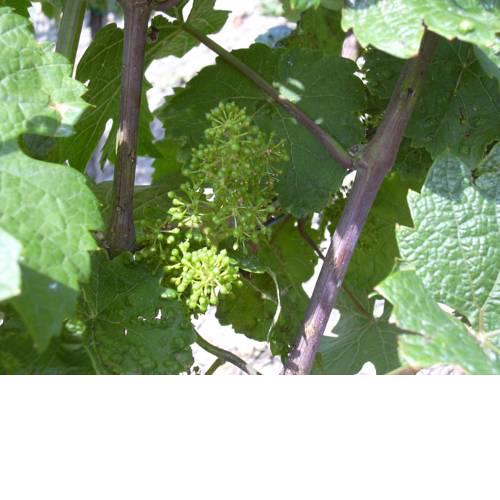 Ferienweingut Simonis