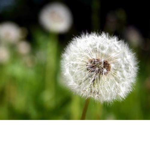 Ferienwohnung Pusteblume