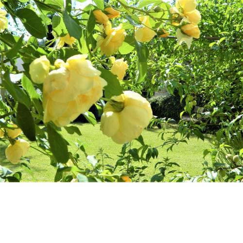 Ferienwohnung Rose