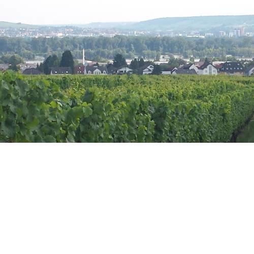 Ferienwohnung Weingut Leis