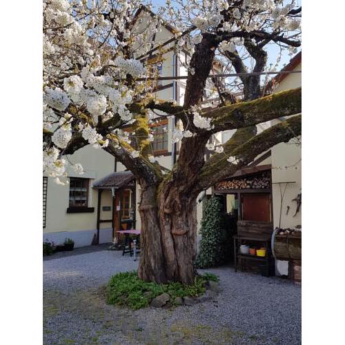 Ferienwohnung Zum-alten-Kirschbaum