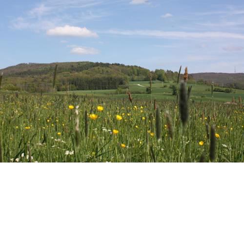 FeWo Litzendorf