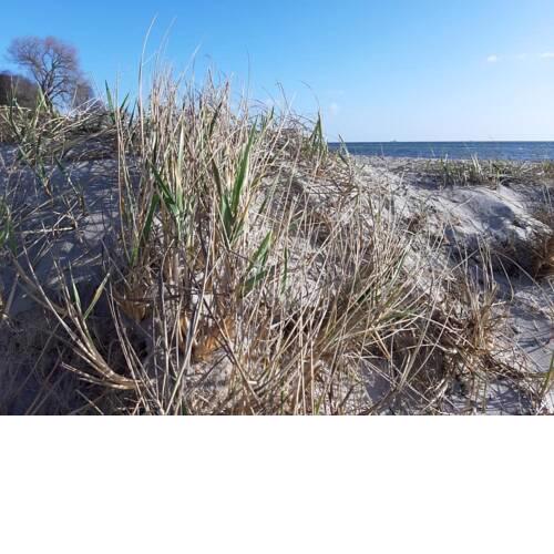 FeWo SEEBLICK - Familien - strandnah - Ostseeblick