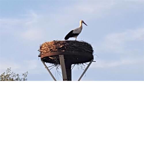 Fewo Storchennest