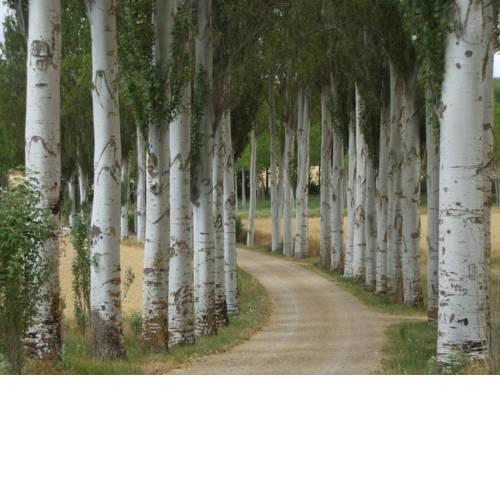 Finca Santa Eufemia