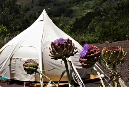 Free Canari - Los Alamos 8