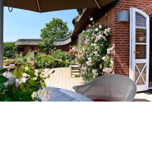 Friesenrose - a47884