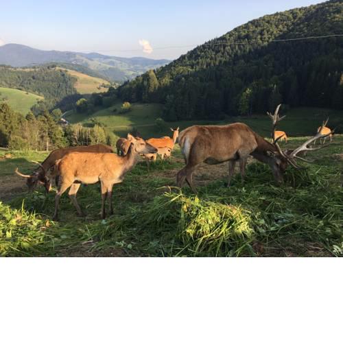 Gasthaus zum Maien