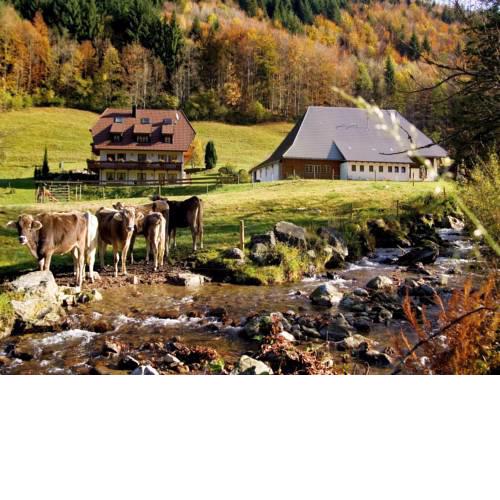 Gasthaus zur Linde-Napf