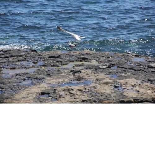 GAVIOTA POZO