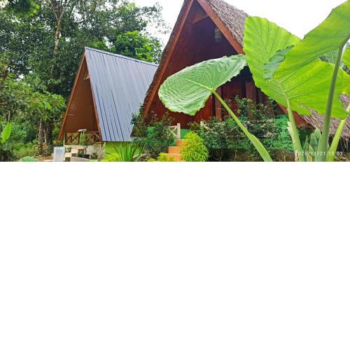 Green Forest Tangkahan