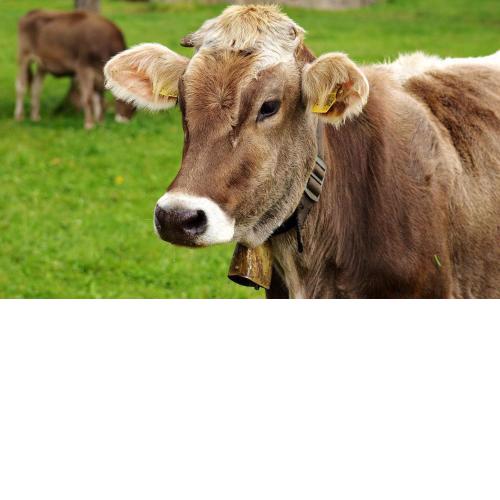Grünes Allgäu