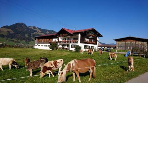 Haflinger Hof